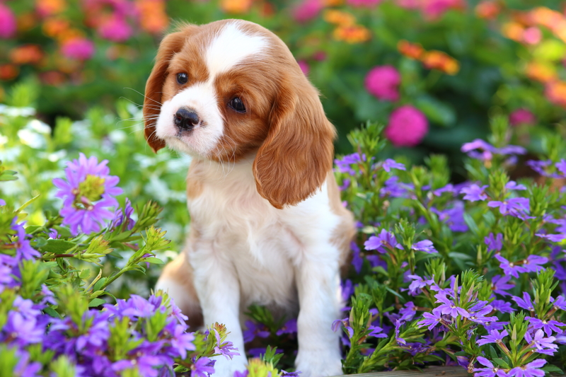 Cavalier Charles King Spaniel puppy