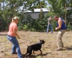 (Video) The 10 Most Protective Dog Breeds Are Not What We Expected…