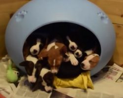 (Video) Watch the Most Adorable Scene EVER Unfold Before Our Very Eyes…