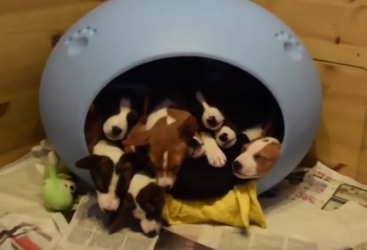 Egg Of Puppies