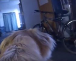 (Video) GoPro Captures a Dog’s Activities While the Owners Are Away and I Didn’t Expect THIS to Happen…