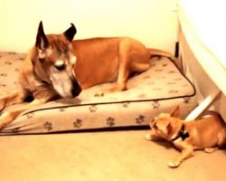 (Video) Frenchie Decides to Take on a Great Dane. Who is Going to Win This Funny Battle? Watch and See!