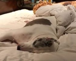 (Video) Great Dane is Comfy on the Bed. When Mom Tries to Make it? Watch How Hilarity Ensues!