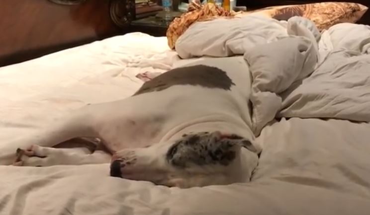 Great Dane on Bed