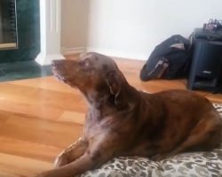 (Video) This Dog isn’t too Happy With His New Sibling Rivalry. How He Makes it Known? Wow!