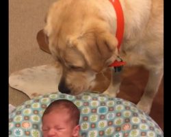 (Video) Lab Stops a Newborn Baby From Crying and My Heart is Melting
