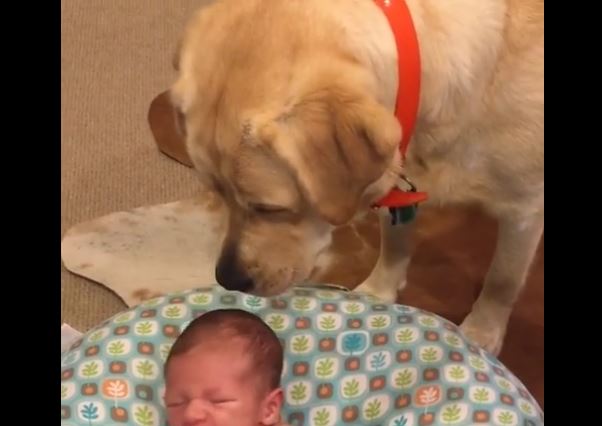 Lab and Baby