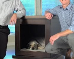 (Video) This Crate Can Calm Down a Dog During a Stressful Moment