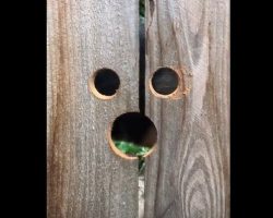 (Video) Neighbor Makes Her Inquisitive Dog a Peekaboo Spot in the Fence and it’s Hilarious