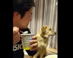 (Video) This Doggy Clearly Wants Food But is too Proud to Beg. Now Keep Eyes On His Head When Dad Looks His Way…