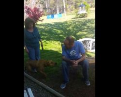 (Video) This Dog Didn’t Recognize His Owner Until He Gave Him a Sniff. Then He Went Bonkers!