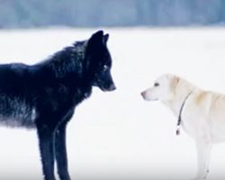 (Video) Watch What Happens When a Wolf Approaches a Pet Dog