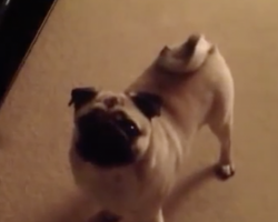 (Video) Watch How This Adorably Defiant Pug Refuses His Bedtime