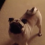 (Video) Watch How This Adorably Defiant Pug Refuses His Bedtime