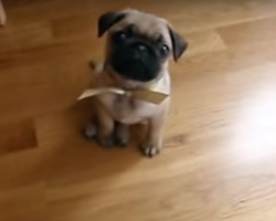 (Video) Dog Lovers Must Stop Whatever They’re Doing and Watch This 10-Week-Old Pug Being Adorable!