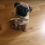 (Video) Dog Lovers Must Stop Whatever They’re Doing and Watch This 10-Week-Old Pug Being Adorable!