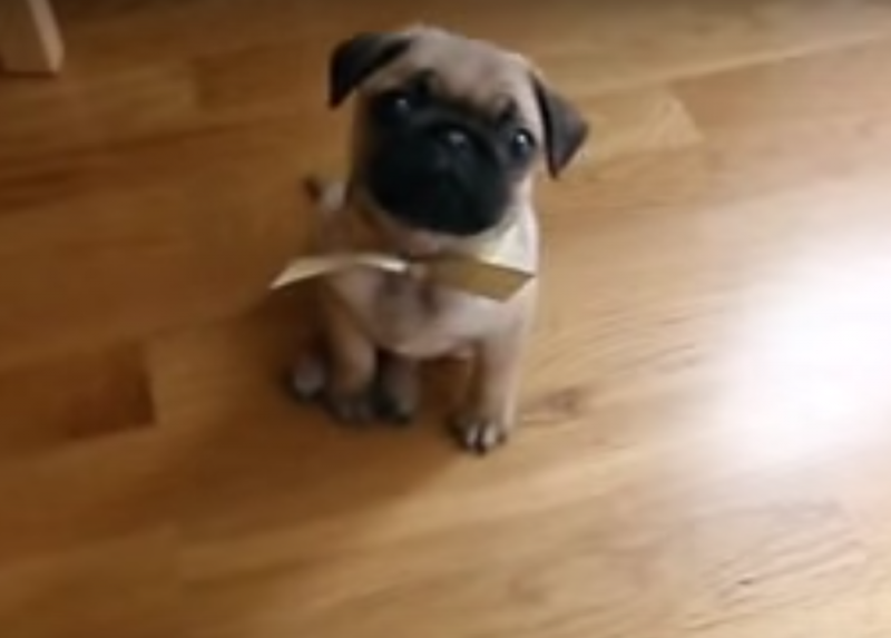 small pug puppy