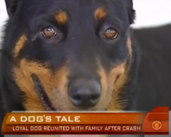 (Video) Dog Patiently Waits Two Weeks at Car Crash Site for Family’s Return