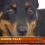 (Video) Dog Patiently Waits Two Weeks at Car Crash Site for Family’s Return