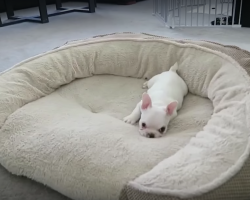 (Video) Frenchie Puppy Has a Huge Bed All to Himself. How He Shows Off His Reign? Classic, LOL!