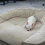 (Video) Frenchie Puppy Has a Huge Bed All to Himself. How He Shows Off His Reign? Classic, LOL!