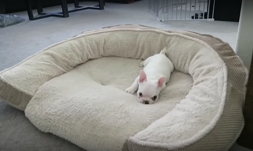 puppy on bed