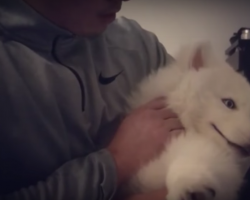 (Video) Adorable Husky Puppy Doesn’t Allow Owner to Scold Her – Hilarious!