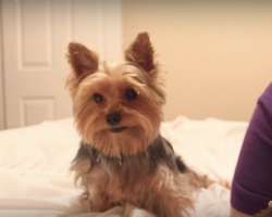 (Video) A Day in the Life of Piper the Yorkie Brings a Smile to Our Faces!