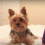 (Video) A Day in the Life of Piper the Yorkie Brings a Smile to Our Faces!