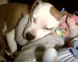 (Video) This Baby and Doggy Compilation is So Touching. These Pups Have Found a BFF for Life!
