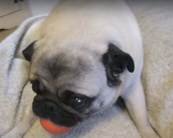 (Video) Pug Says in No Uncertain Terms Do NOT Touch My Ball! Ha Ha!