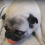 (Video) Pug Says in No Uncertain Terms Do NOT Touch My Ball! Ha Ha!