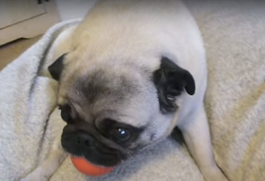 pug guarding ball