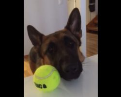 (Video) This Pooch is SO Ready for Playtime. How He Makes it Crystal Clear? LOL, too Funny!
