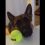 (Video) This Pooch is SO Ready for Playtime. How He Makes it Crystal Clear? LOL, too Funny!