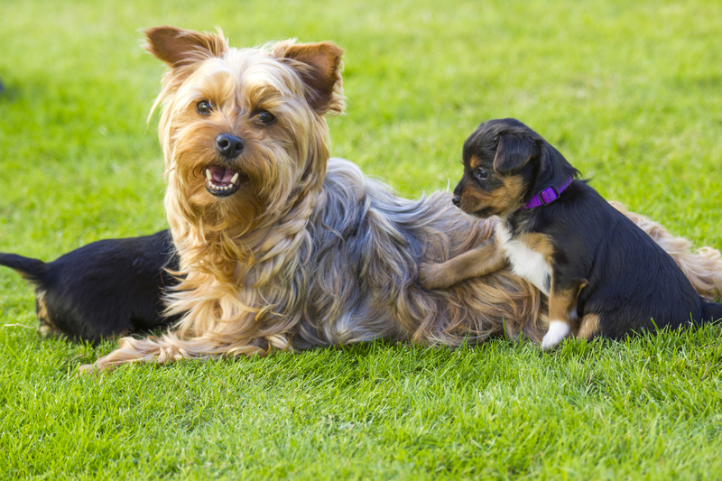 Silky Yorkie Terrier