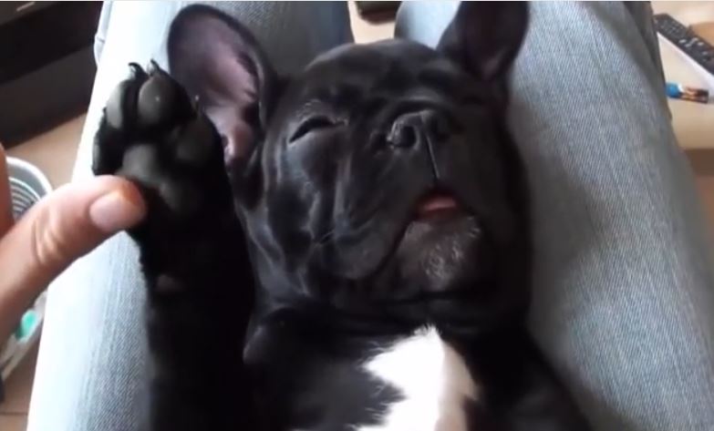 Sleeping Frenchie