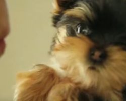 These Top 10 Yorkie Videos Are too Presh. The Yorkie at 1:34 Has Stolen My Heart!