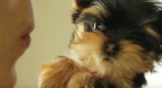 adorable Yorkie puppy