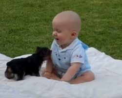 (Video) Yorkie Puppy Playfully Attacks Baby and No One Saw it Coming – LOL!