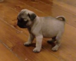 (Video) This Baby Pug’s First Day at Home is too Precious for Words