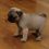 (Video) This Baby Pug’s First Day at Home is too Precious for Words