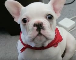 (Video) How This Puppy Begs for Food is SO Cute I Just Can’t Take It – LOL!