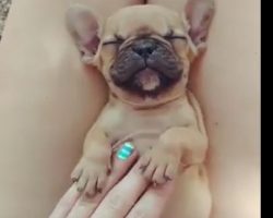(Video) This Precious Frenchie Puppy Does Not Want His Belly Rubs to End and We Know the Feeling! LOL!