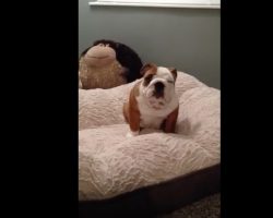 (Video) This Adorable Puppy Adores His Bed. Just How Much He’s in Love With It? SO Precious!