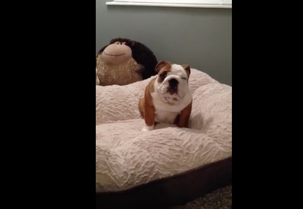 bulldog bed