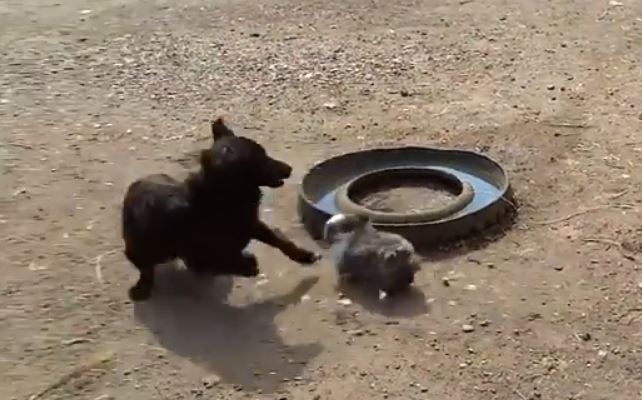 dog and bunny