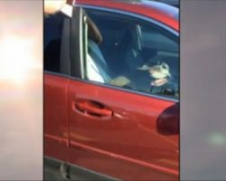 (Video) As They Attempt to Rescue a Dog in a Hot Car, the Owner Approaches and Says This…