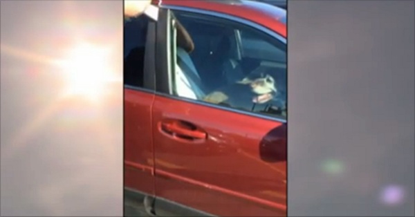 dog in car