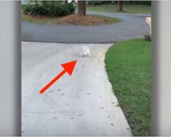 (Video) Dad Notices His Puppy Struggling With Something at the End of His Driveway…